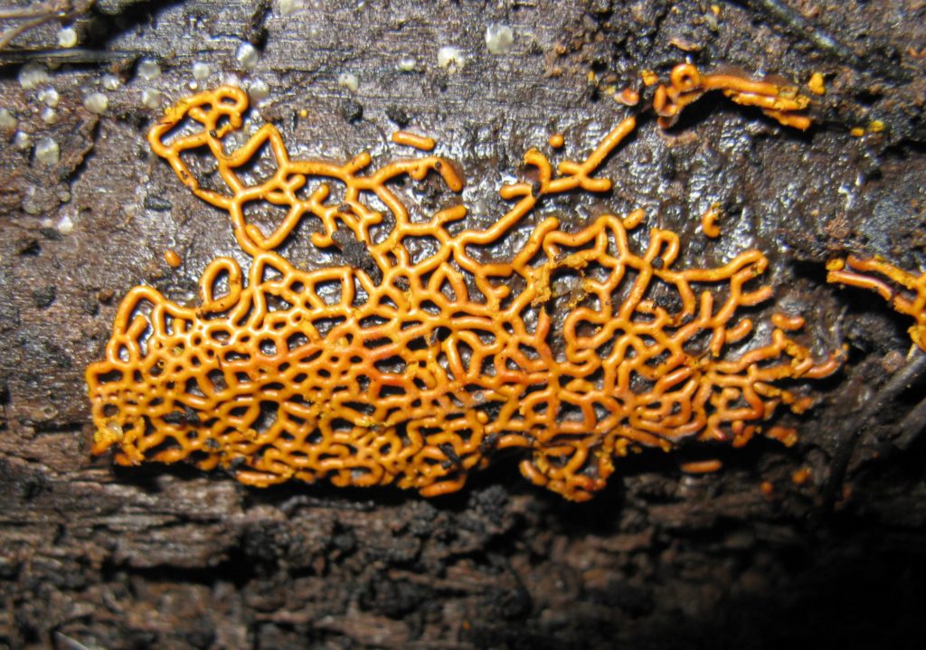 myxomycetes-true-plasmodial-slimemoulds-myxomycota