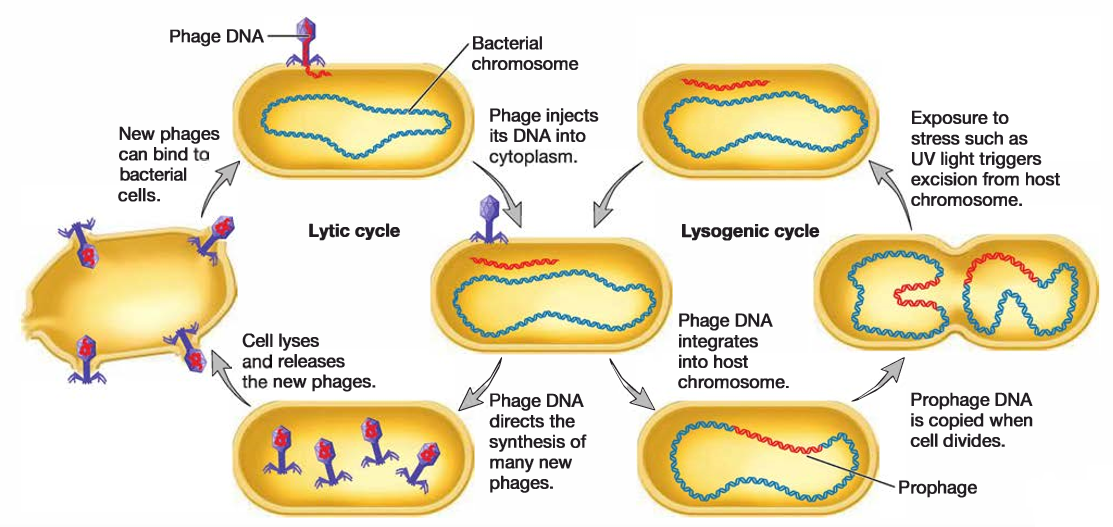 Bacterial Transduction Horizontal Gene Transfer Lytic And Lysogenic Cycle