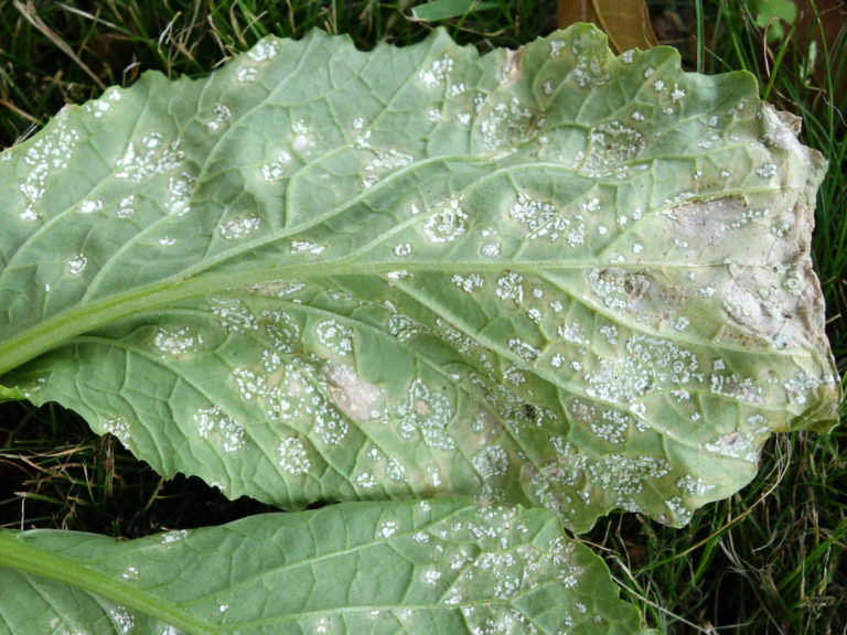 White Rust Of Crucifers Albugo Disease Cycle Control Measures