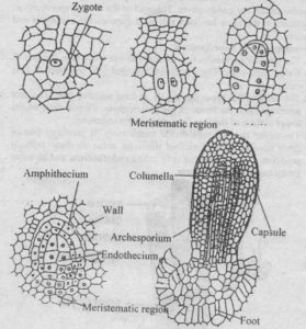 Development of Sporophyte
