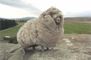 Woolier sheep