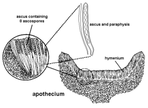 apothecium