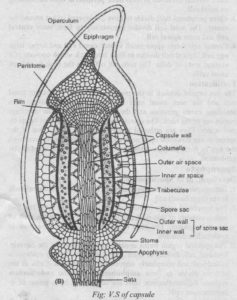 Capsule of Polytrichum