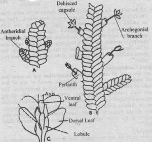 Fig: A: Male plant. B: Female plant C: leaves