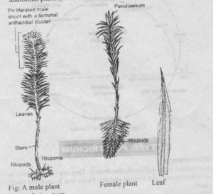 Polytrichum Plants