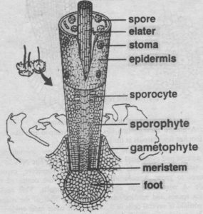 Sporophyte of Anthoceros