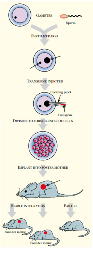 transgenic-animals-procedure-techniques