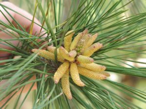 Pinus male cones
