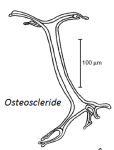 osteoscleride