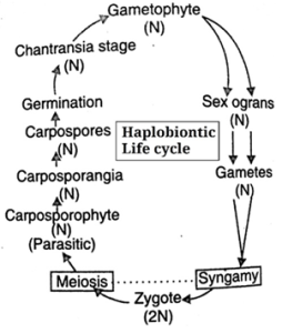fig; haplontic life cycle