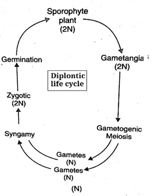fig: diplontic life cycle