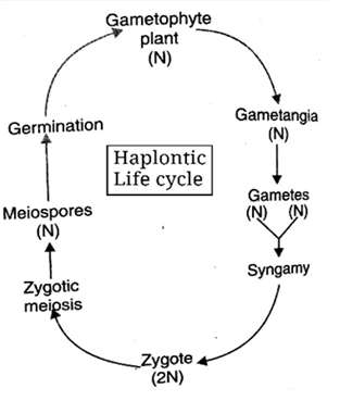 haplontic life cycle