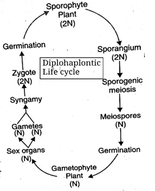 fig; pic of diplohaplintic life cycle