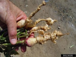 Fig: Club root of turnip