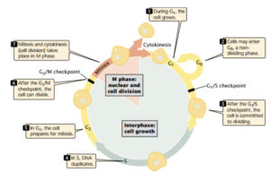 The cell cycle consists of interphase (a period of cell growth) and M phase (the period of nuclear and cell division).