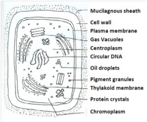 Cell of cyanobacteria
