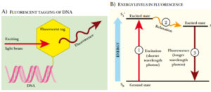 fluorescent-labelling-of-dna-copy