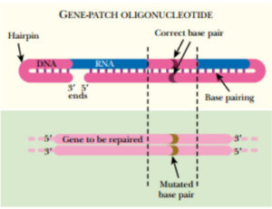 Gene Patching by oligonucleotids