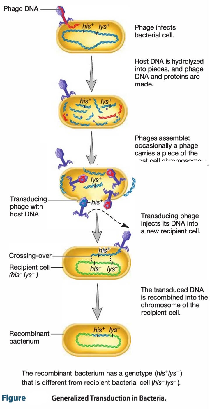 Transduction In Bacteria Transduction In Bacteria