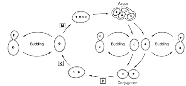 Life cycle of saccharomyces