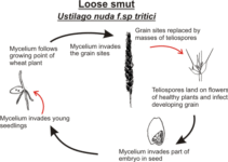 Loose smut of wheat| Causal Organism| Ustilago