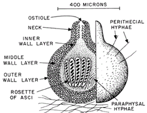 Fig: Perithecium