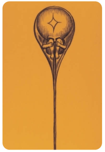 Preformationism was a popular idea of inheritance in the seventeenth and eighteenth centuries. Shown here is a drawing of a homunculus inside a sperm
