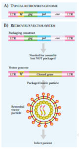 retrovirus-genome-and-vector-system