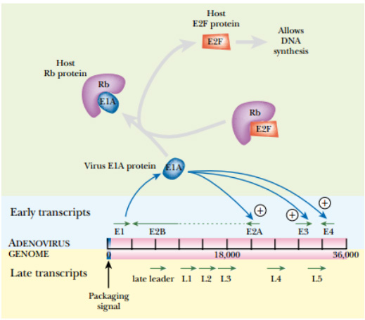 role-of-adenovirus-E1A-protein-copy