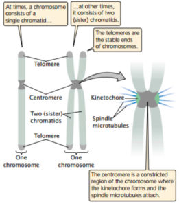Structure of eukaryotic chromosome