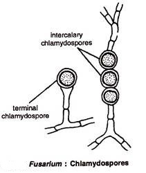 chlamydospores