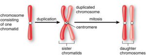 single chromatid and two sister chromatids of a chromosome
