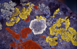Fig: Crustose Lichen