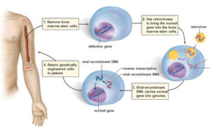 Fig: Ex-vivo gene therapy