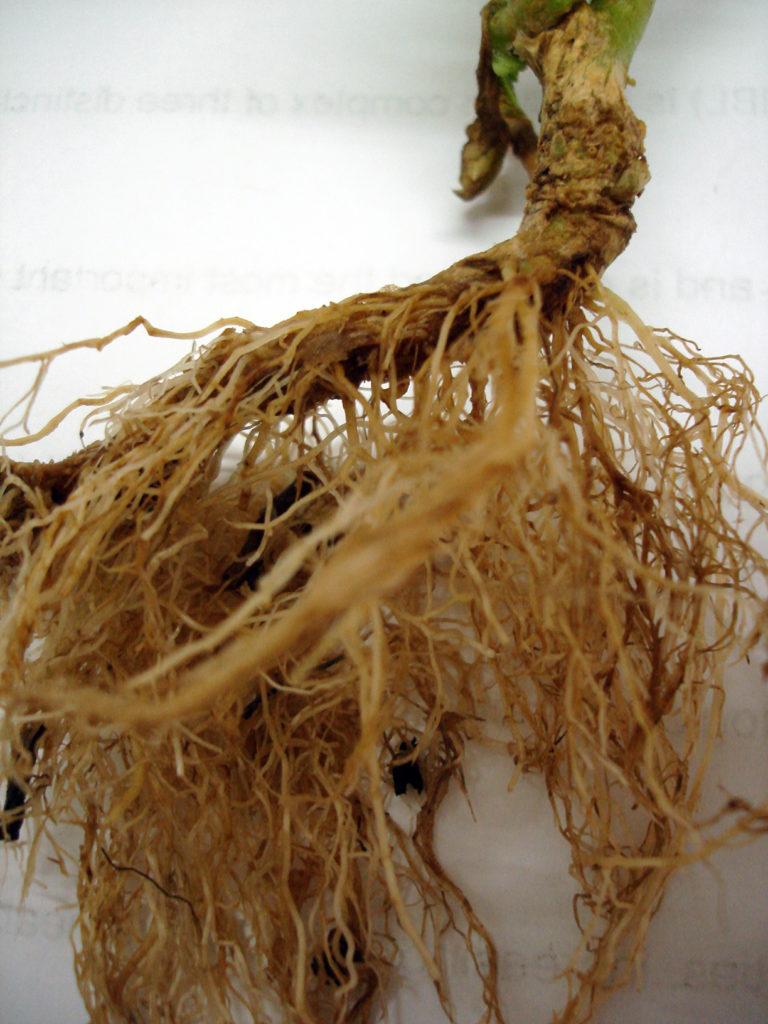 hairy-root-study-solutions