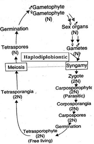 fig; Haplodiplobiontic life cycle of algae