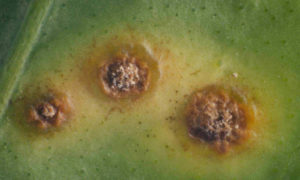 Leaf cankers of citrus
