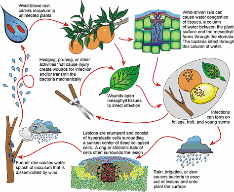 disease cycle of citrus canker