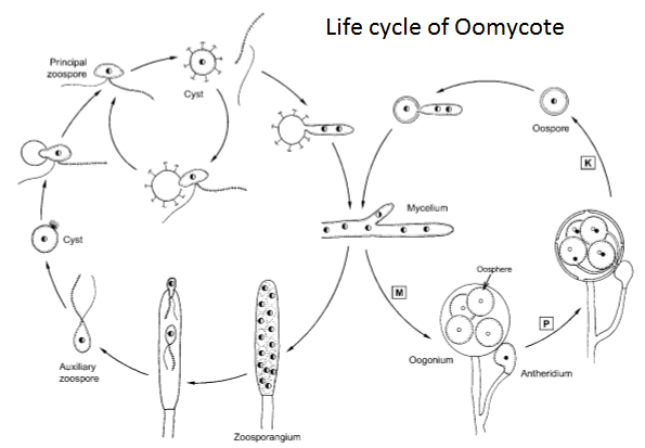 life-cycle-of-oomycot
