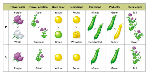 Pea traits studied by mendel
