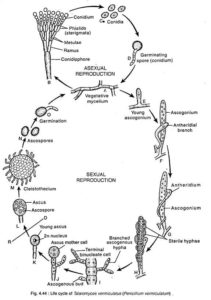 Penicillium life cycle