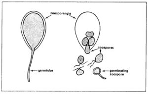 phytophthora-spores