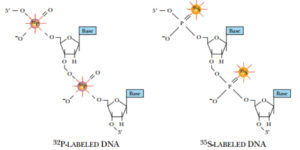 Fig: Radioactively Labeled DNA