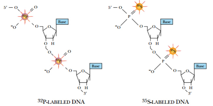 Fig: Radioactively Labeled DNA