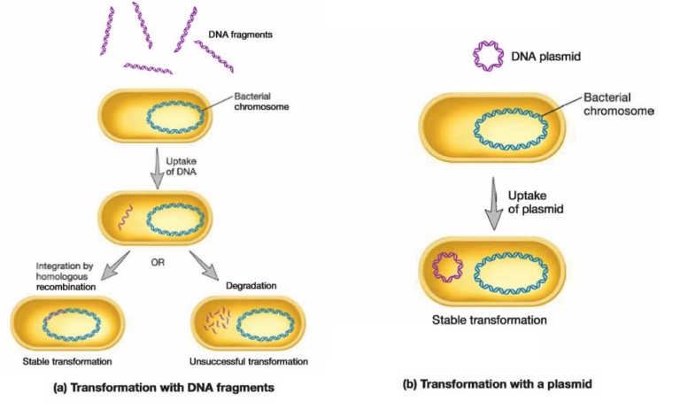 bacteria transformation experiment