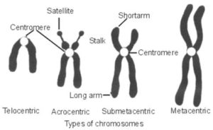 four types of chromosomes