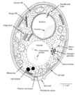 Saccharomyces| Yeast| Fungi|