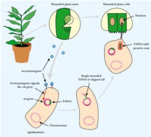 Agrobacterium transfer plasmid DNA