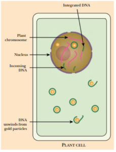 DNA Carried on Microscopic Gold Particles Can Integrate into Plant Chromosomes After penetrating the cell, the DNA unwinds from around the gold carrier particle. Some of the DNA enters the nucleus and is successful in integrating into the plant chromosomes.
