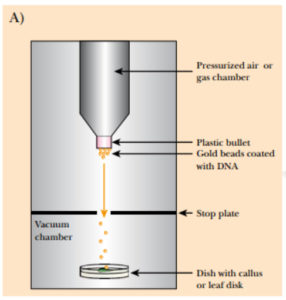Figure A: a gene gun that operates via pressurized air is shown